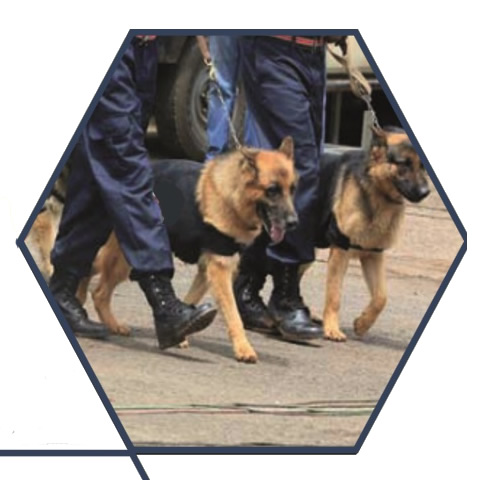 Dog & Handler Surveillance